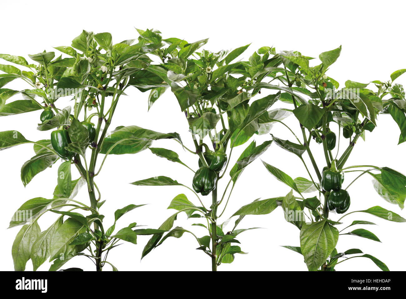 Pepper plants (Capsicum Stock Photo Alamy