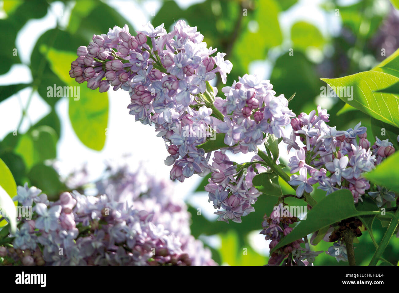 Purple Lilac (Syringa Stock Photo - Alamy