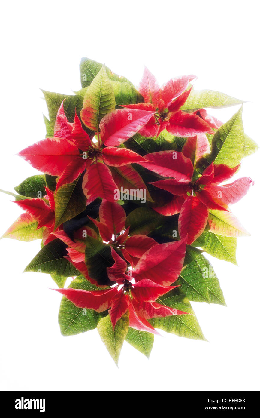 Red Poinsettia (Euphorbia pulcherrima) Stock Photo