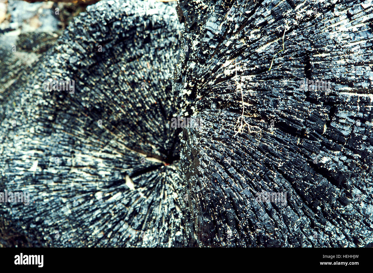 burnt tree trunk, the black background of burnt wood Stock Photo - Alamy