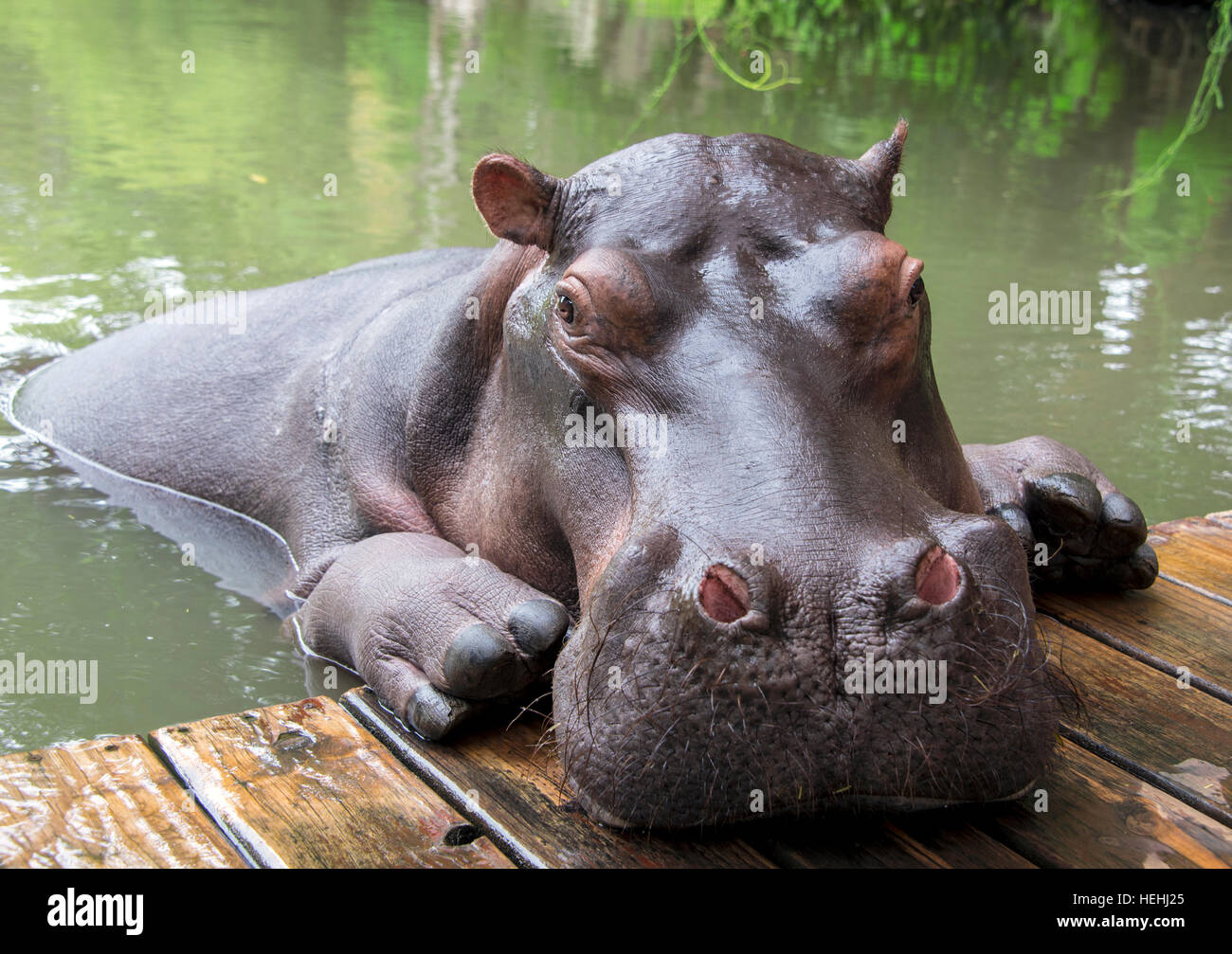 Closeup of hippopotamus climbing out of the water Stock Photo