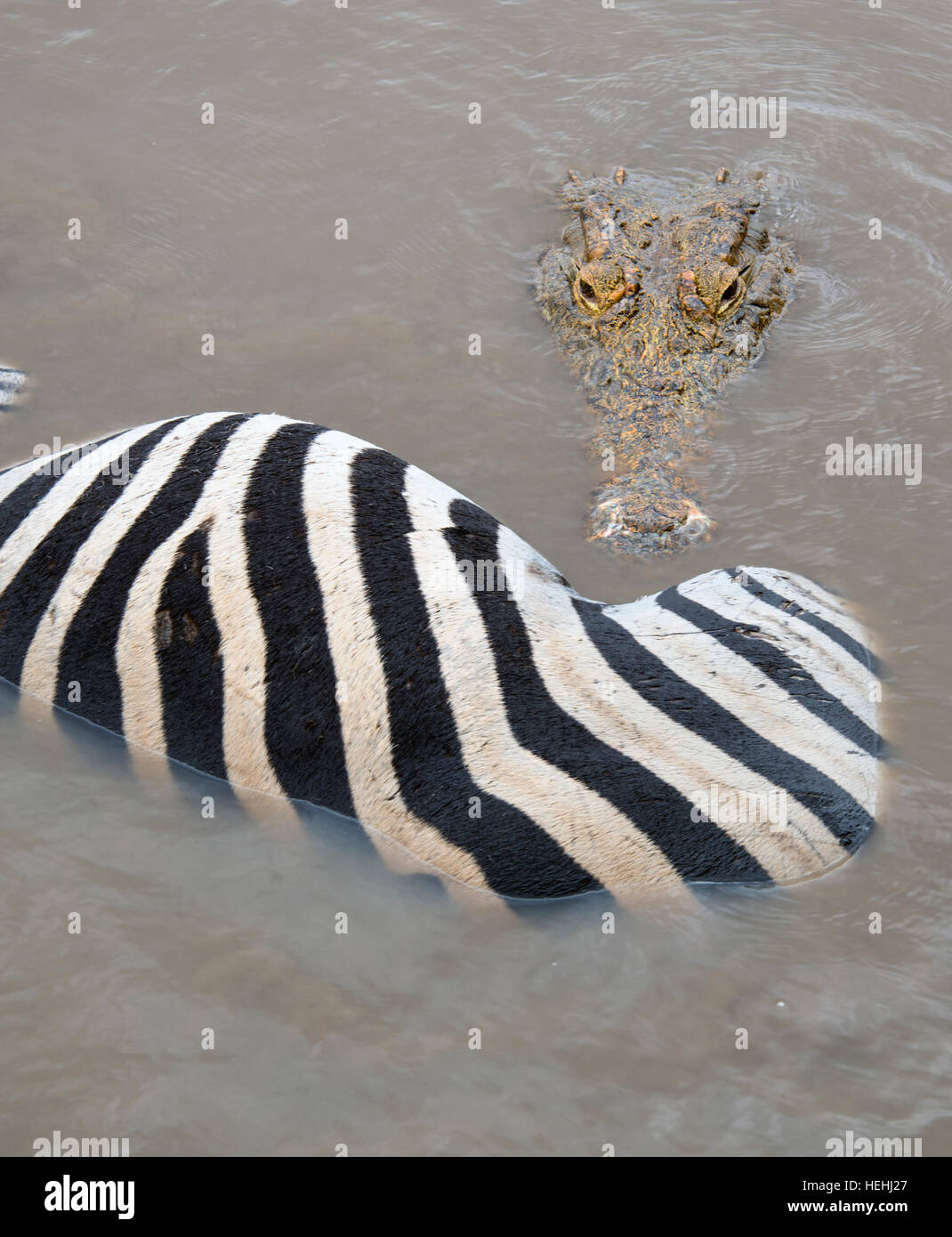 Crocodile about to start eating a zebra floating in a river Stock Photo