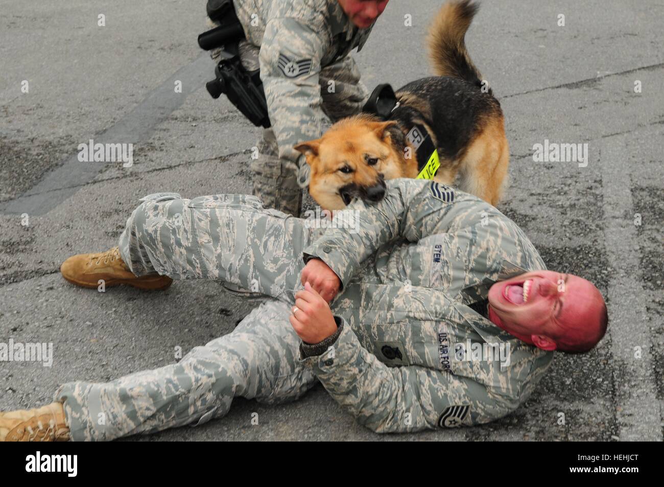 Military working dog Zena attacks a mock bank robber during a Local Operational Readiness Exercise simulation at the Kadena Air Force Base May 12, 2009 in Okinawa, Japan. Stock Photo
