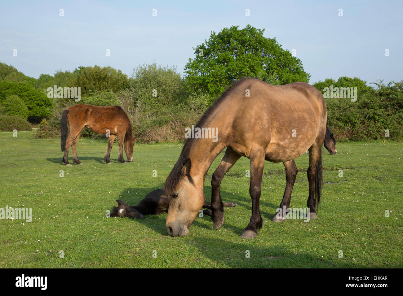New Forest Pony Mare Grazing; and Foal New Forest; UK Stock Photo
