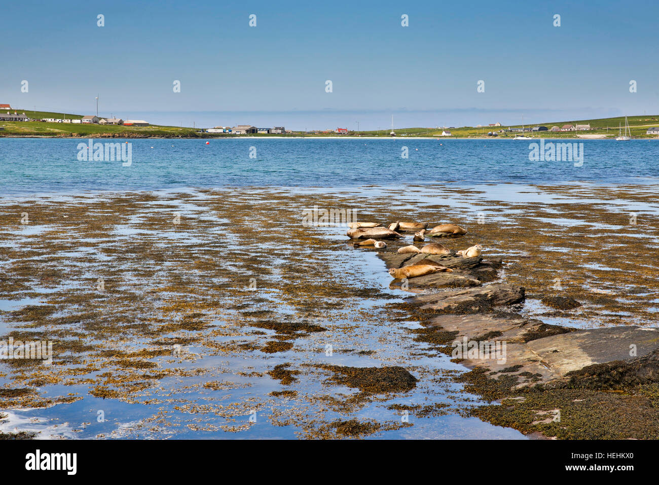 Westray; Common Seals near Chalmersquoy; Orkney; UK Stock Photo