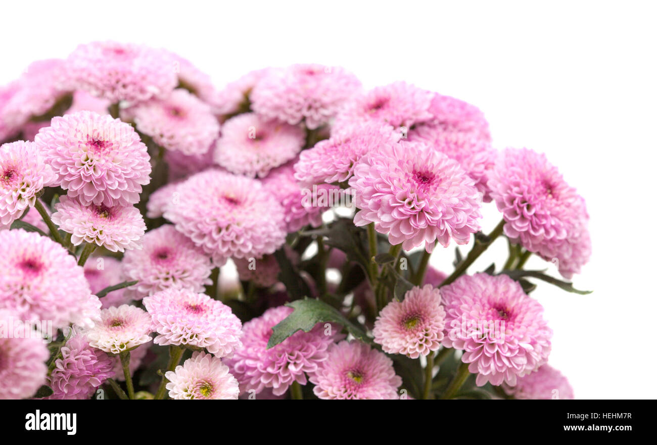 Pink spray chrysanthemum hi-res stock photography and images - Alamy