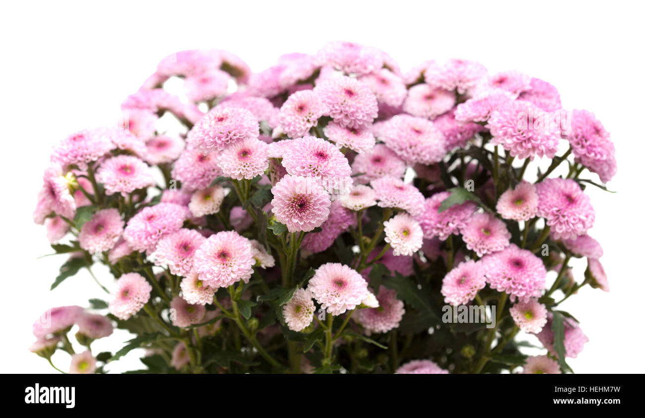 pink spray chrysanthemum with darker centers isolated on white Stock ...