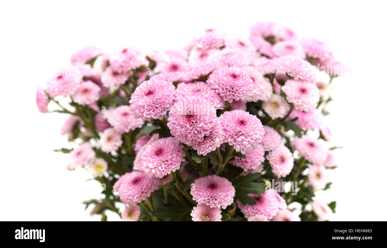 pink spray chrysanthemu with darker centers isolated on white Stock ...