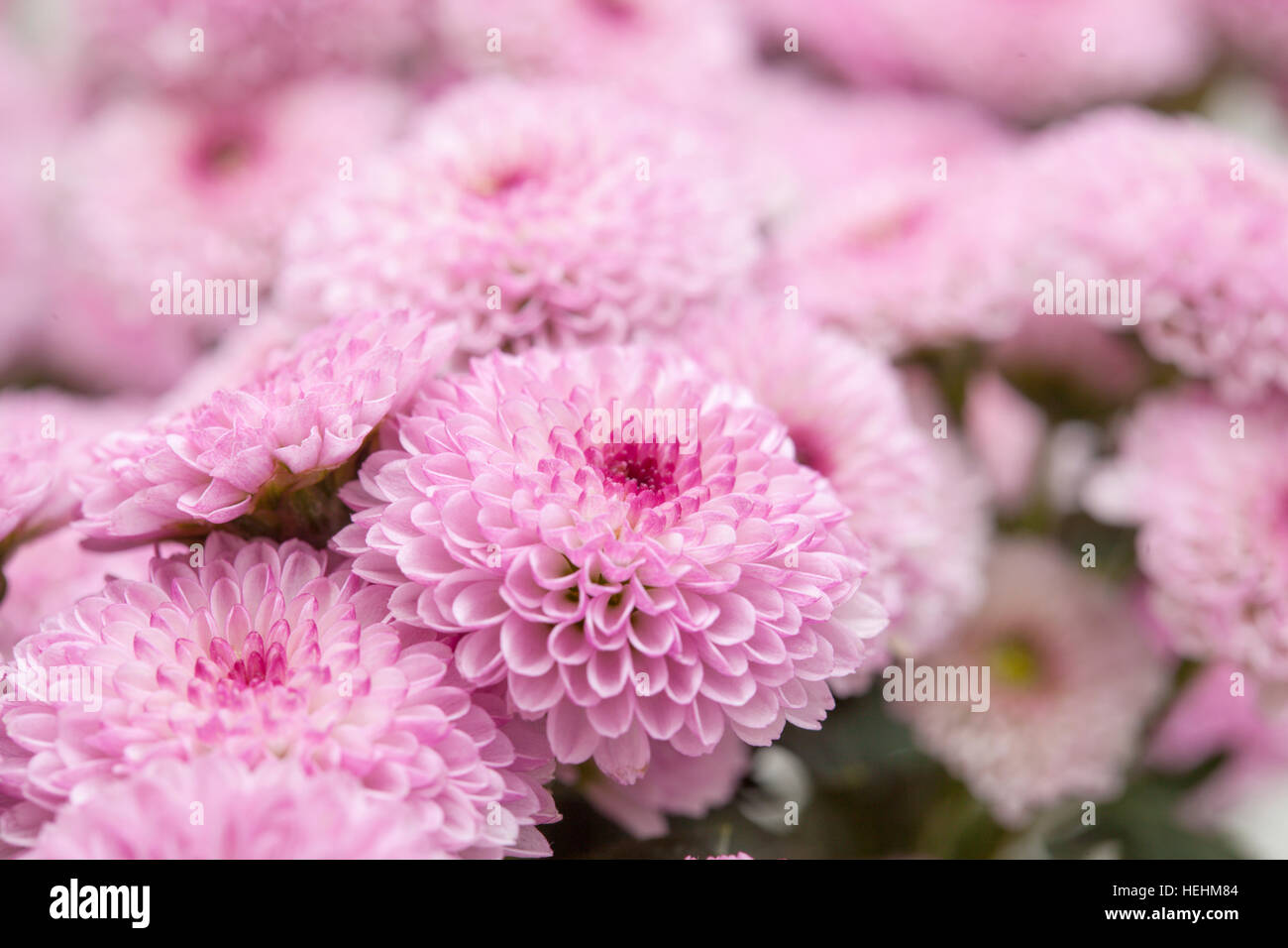 Floral spray hi-res stock photography and images - Alamy