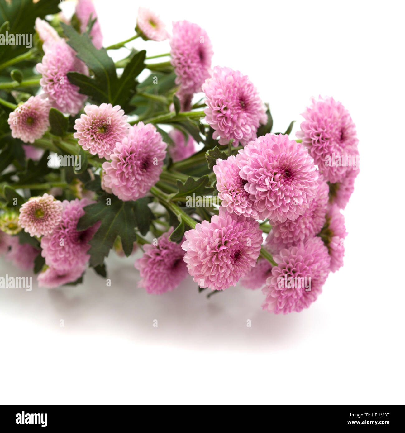 pink spray chrysanthemum with darker centers isolated on white Stock ...