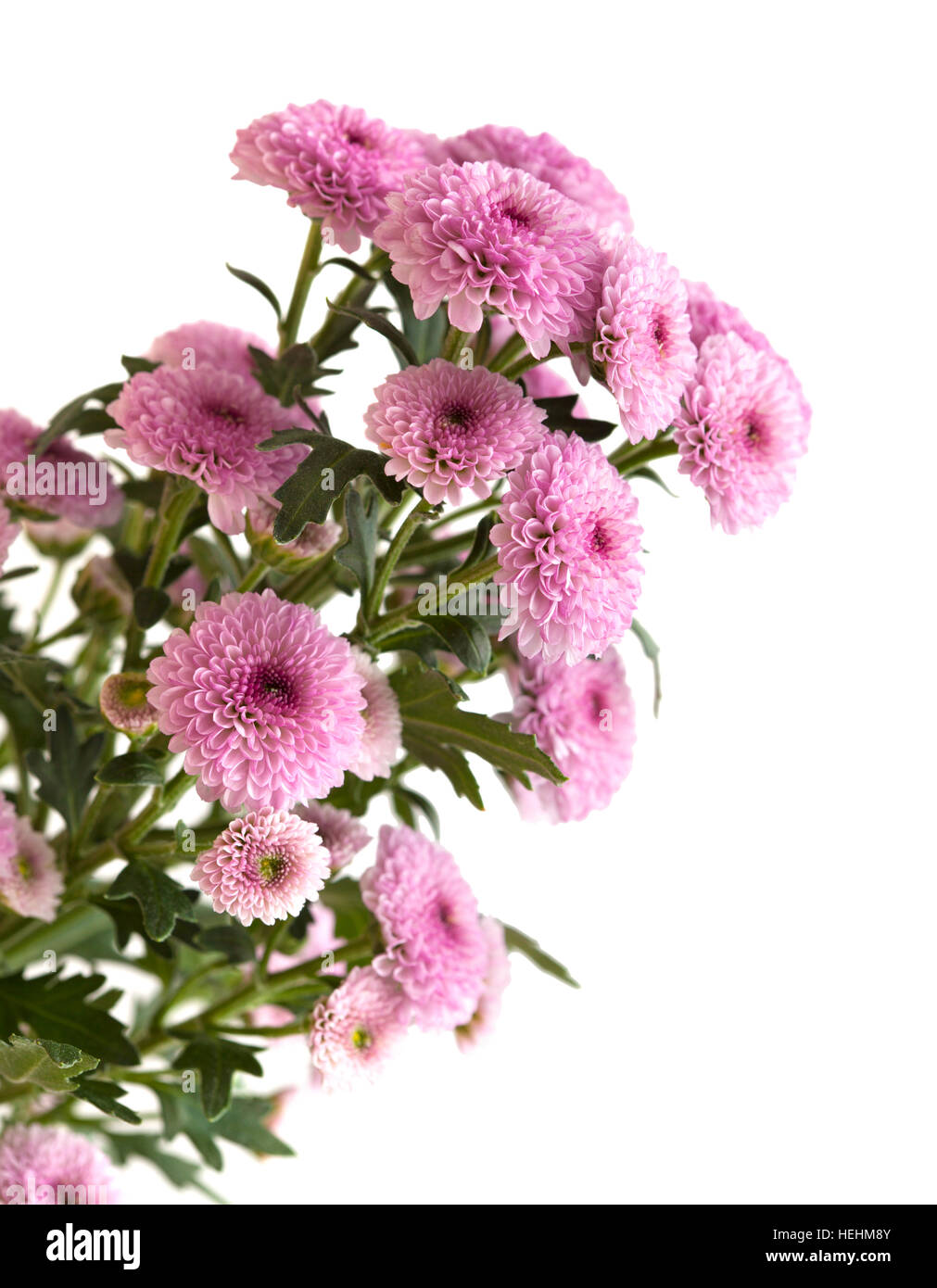 pink spray chrysanthemum with darker centers isolated on white Stock ...