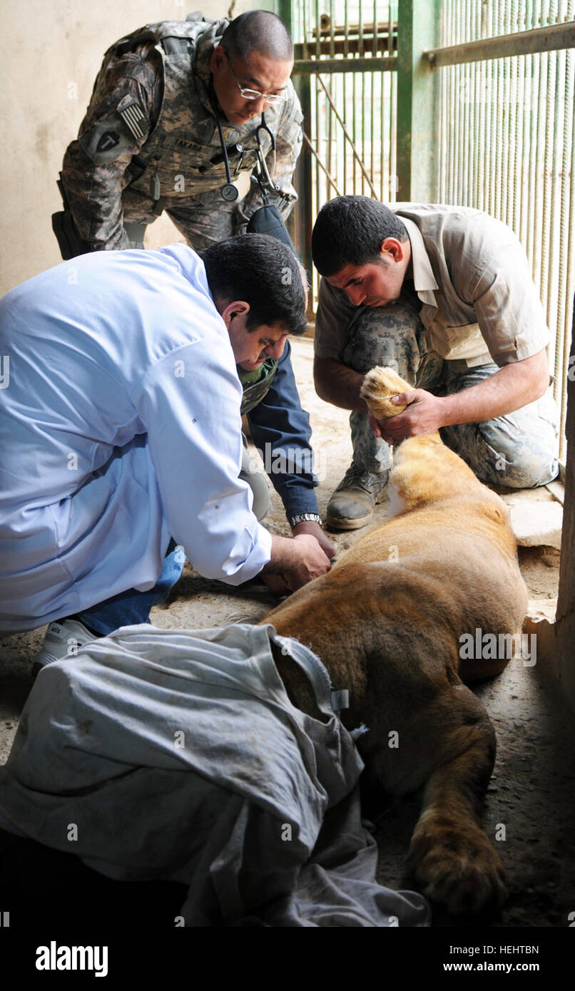 A sedated lion at the Baghdad Zoo has blood drawn March 24 by Iraqi zoo
