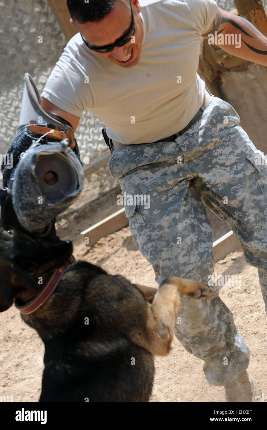 U.S. Army Staff Sgt. Brian Moreno, kennel master attached to 3rd Brigade  Combat Team, 82nd Airborne Division, is brought into compliance with a bite  on the arm from Military Working Dog Chris