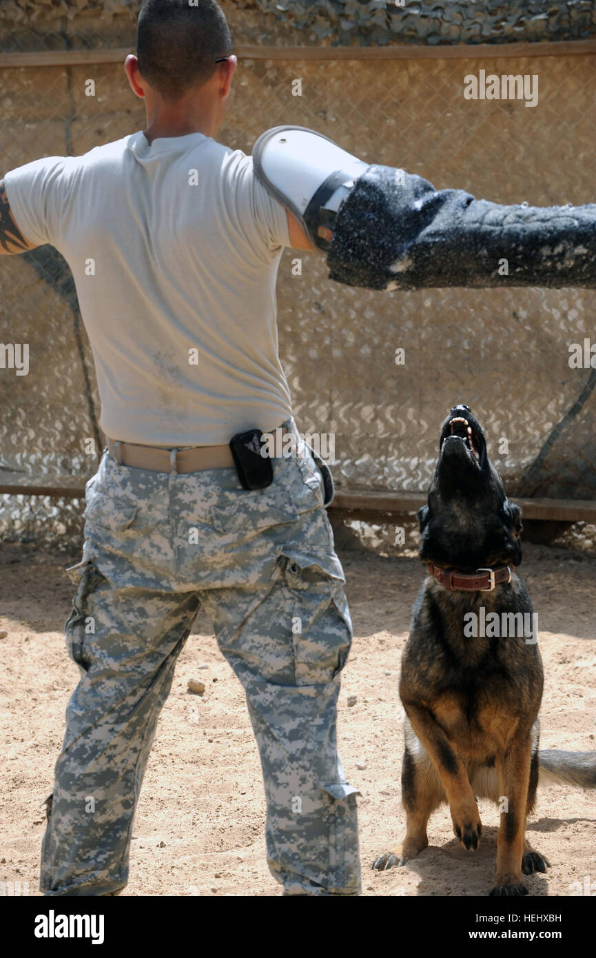 A U.S. Military Working Dog undergoes subject control training with a ...