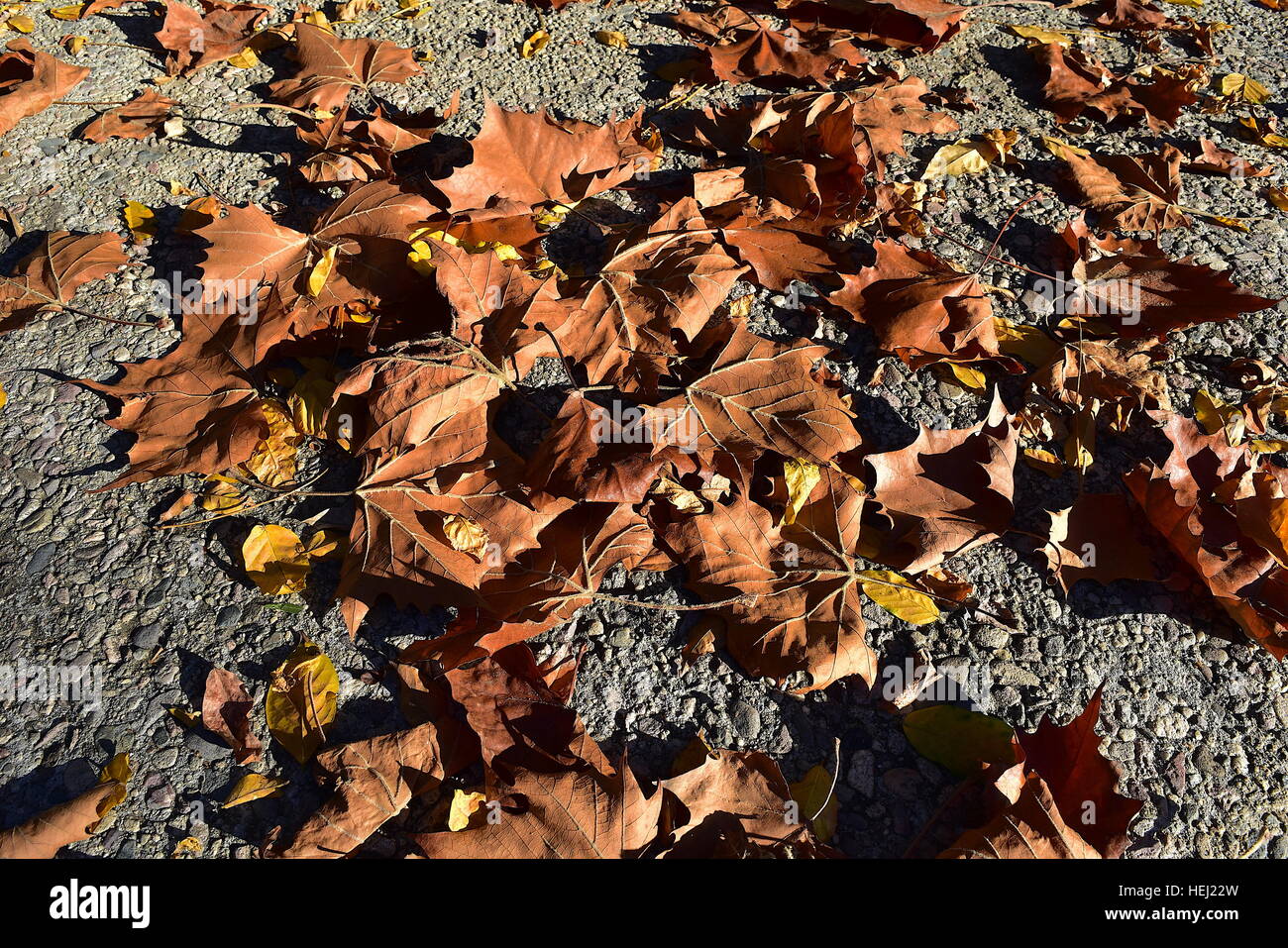 Daimyo oak leaves in fall at Los Angeles County Arboretum and Botanic Garden Stock Photo