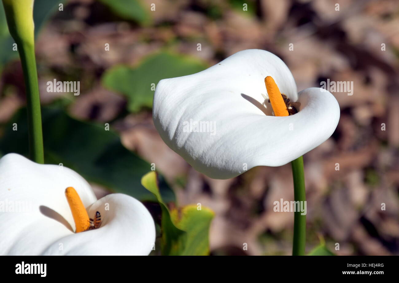 Arum or Calla Lily (Zantedeschia) in a Flowerbed. Calla flowers ...