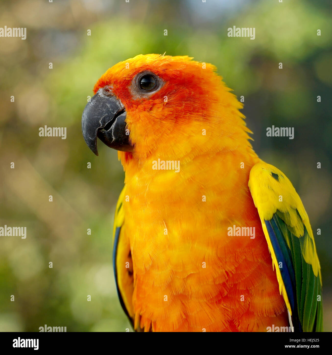 sun conure, beautiful yellow parrot bird sitting on the branch Stock Photo