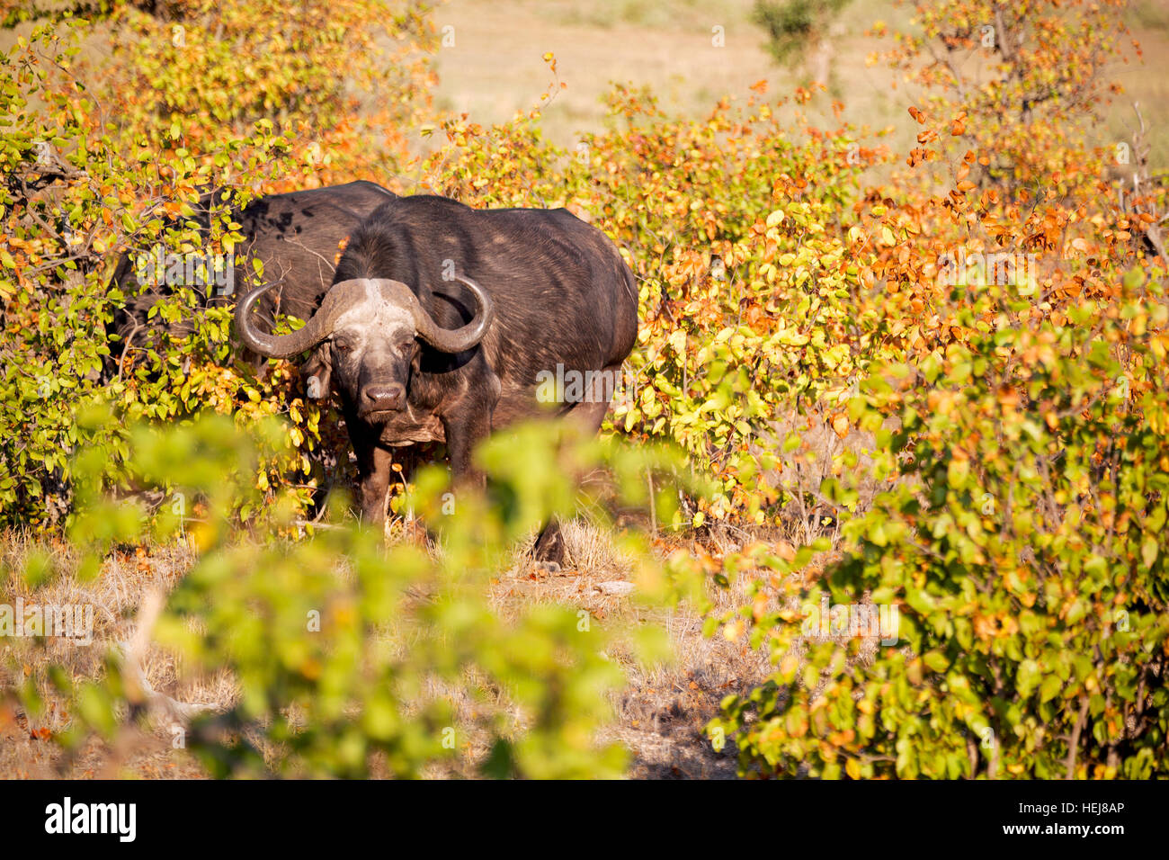 blur in south africa kruger wildlife nature reserve and wild buffalo Stock Photo Alamy