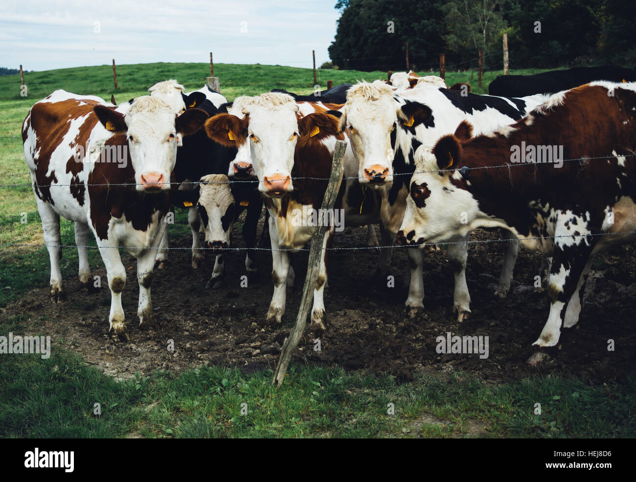 A curious cow herd with brown and white cows Stock Photo
