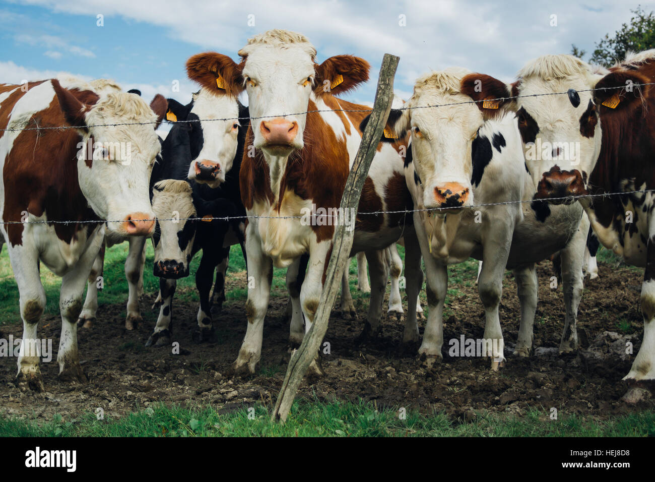A curious cow herd with brown and white cows Stock Photo