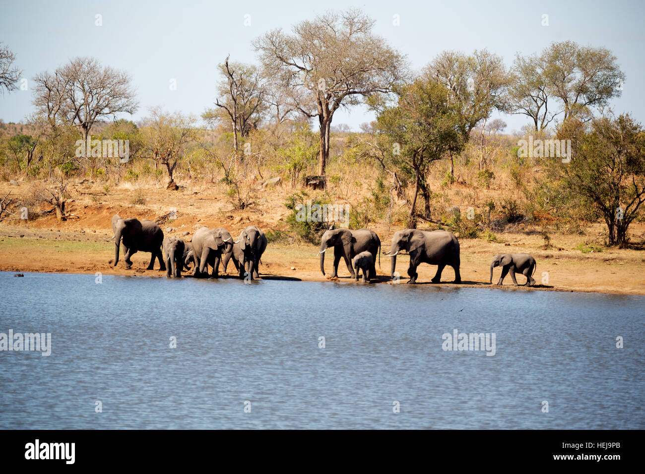blur in south africa kruger wildlife nature reserve and wild elephant Stock Photo Alamy