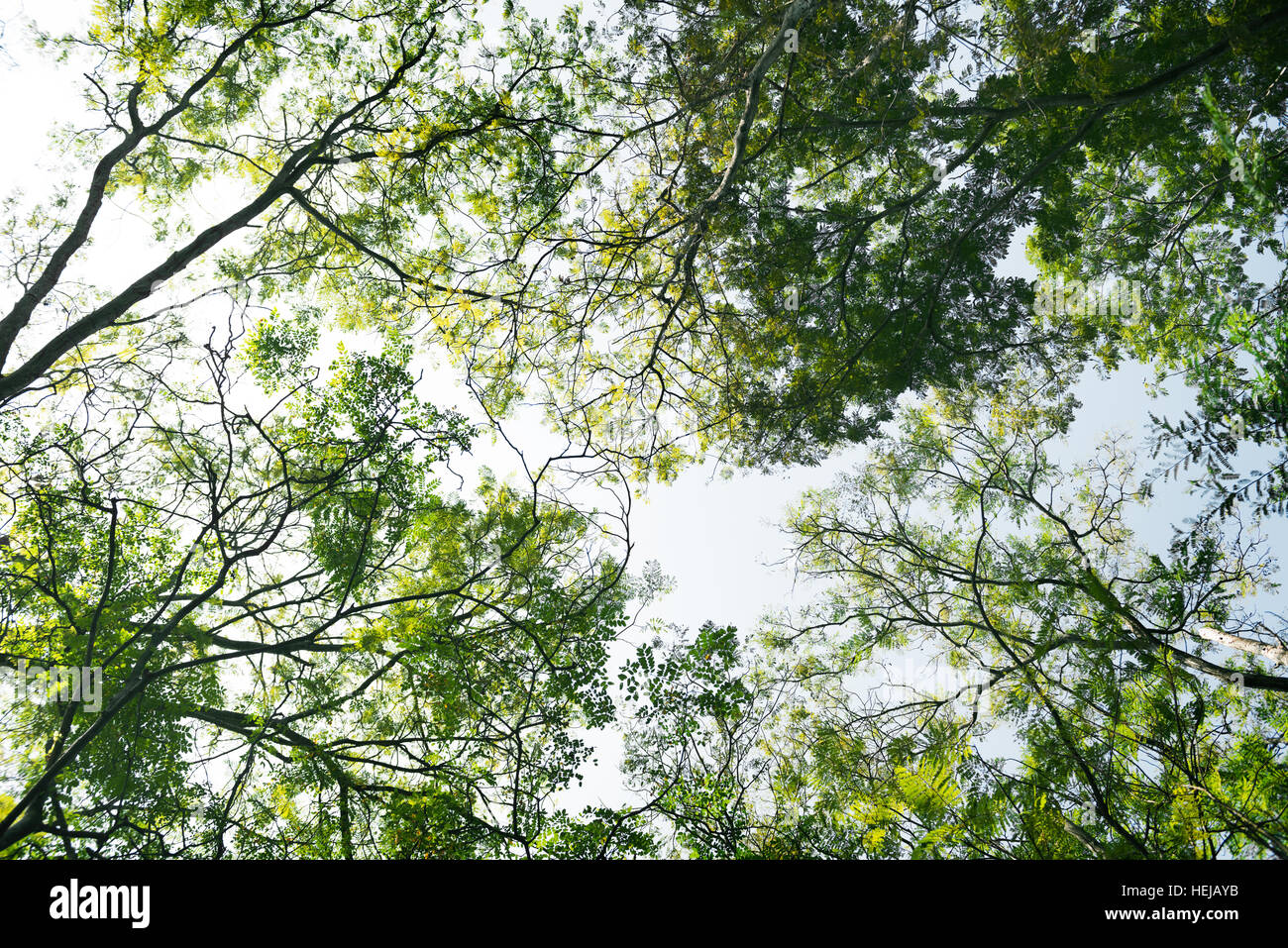Tropical seasonal forest hi-res stock photography and images - Alamy
