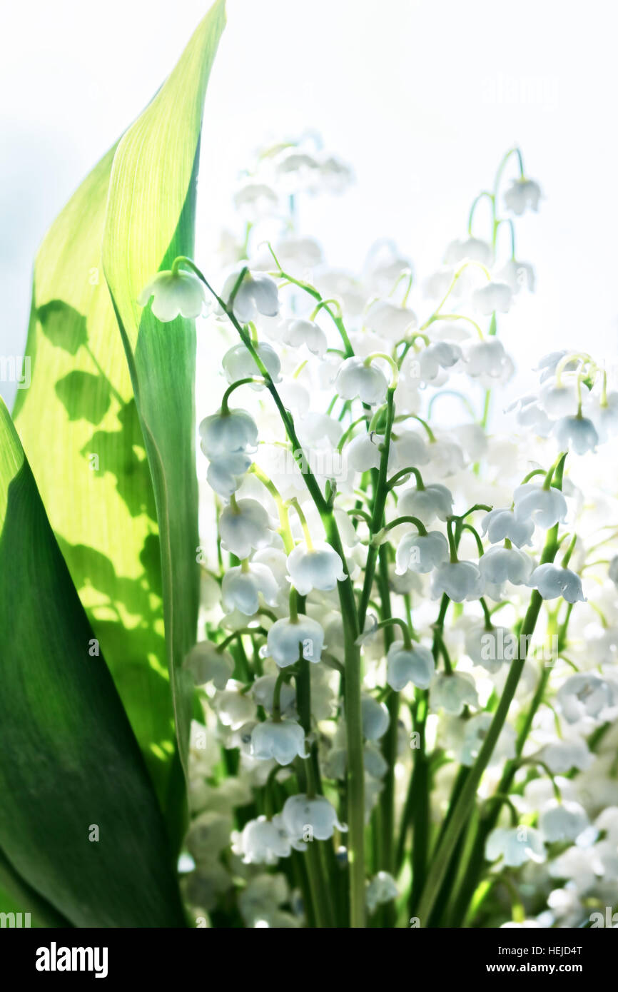 Nice white spring delicate Lily of the valley at sunny morning Stock ...