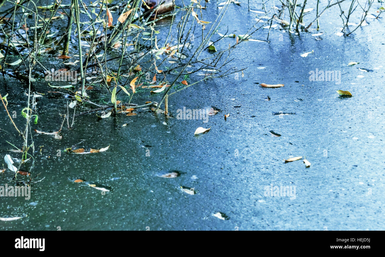 Frozen in ice of lake leaves of autumn tree Stock Photo - Alamy