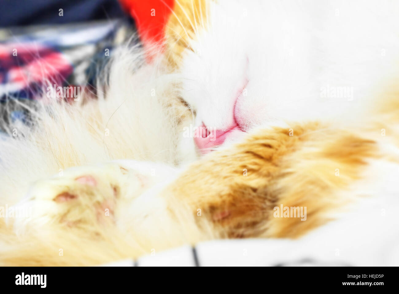 Red and white cat is sleeping close-up at home relax Stock Photo