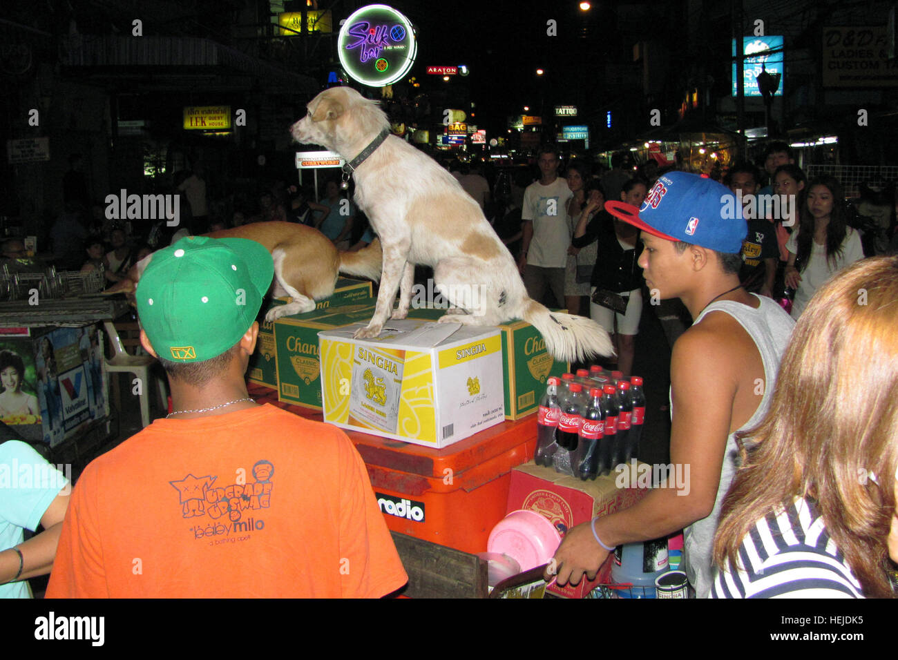 Street life, Bangkok, Thailand. Dogs on a ride. Stock Photo