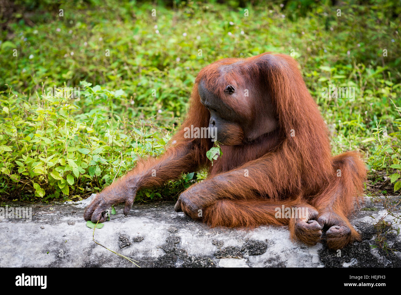 Orangutan Asian species of extant great apes Stock Photo Alamy