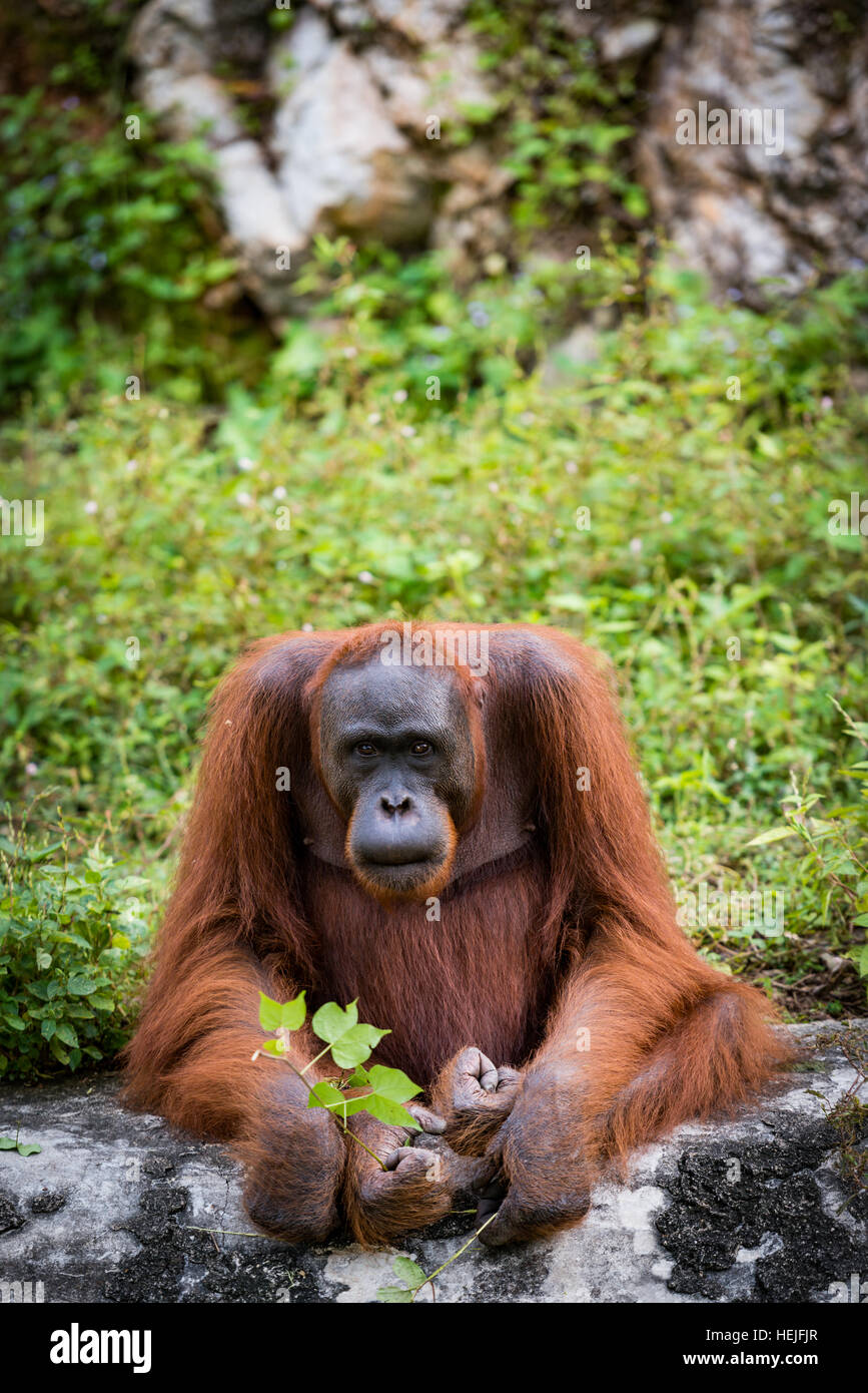 Orangutan Asian species of extant great apes Stock Photo Alamy