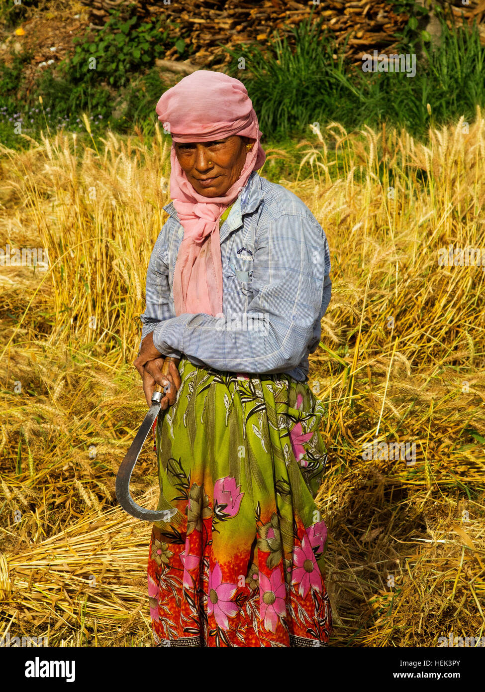 Indian woman working on the field at Chotti Haldwani Village, Kaladunghi, Uttarakhand, India Stock Photo