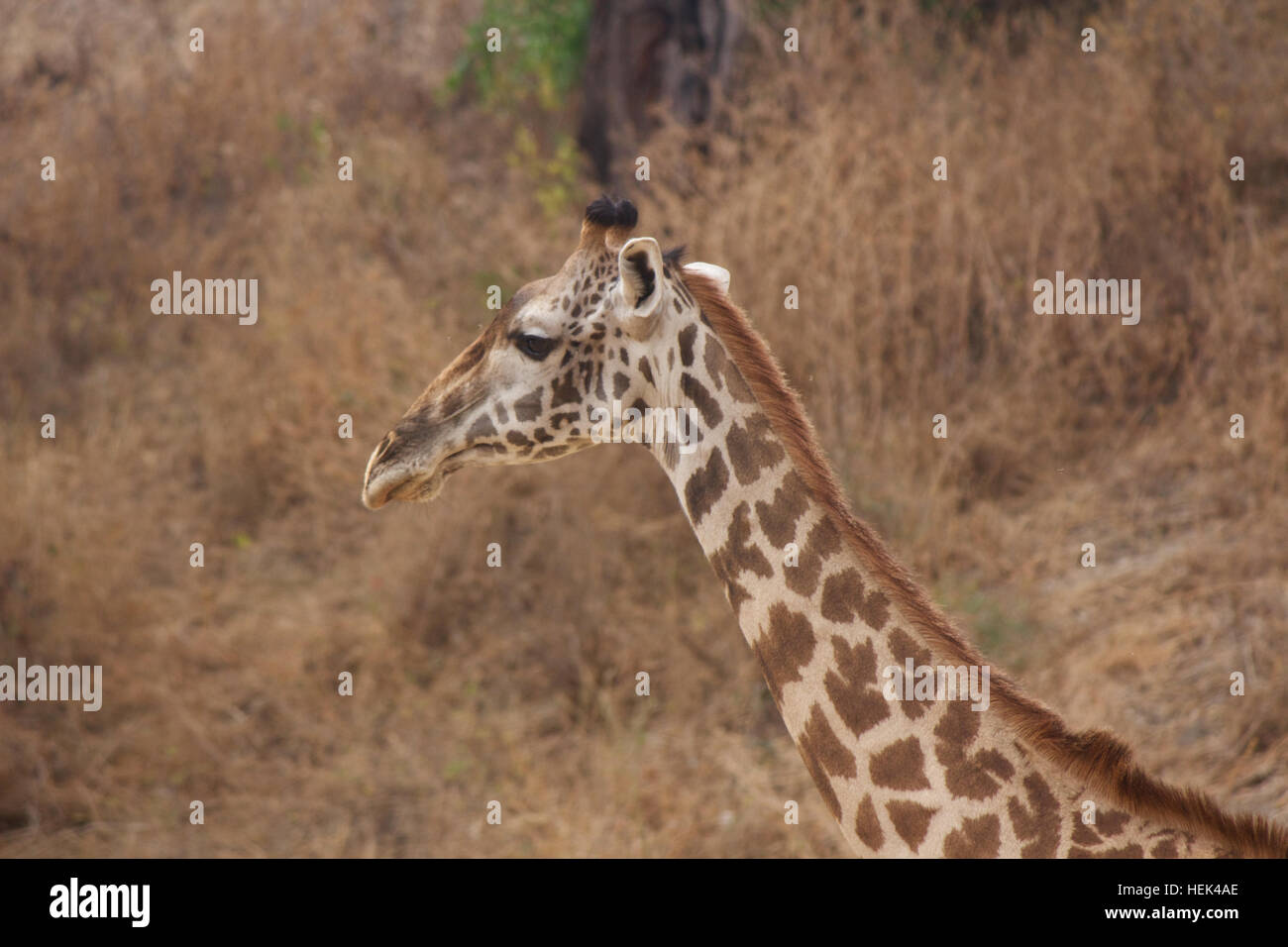 A Giraffe Close Up Stock Photo