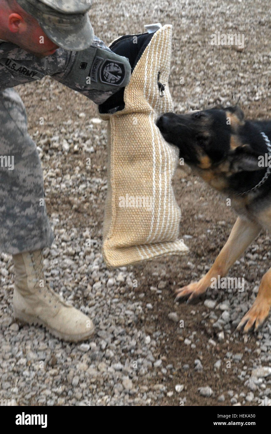 Canto, a Patrol/Explosive Detection Dog, demonstrates his loyalty to his partner by chasing down the volunteer 'bad guy' and holding onto the bite sleeve until Staff Sgt. Larry Chartier, a Saranac, N.Y., native and a PEDD handler with 230th Military Police Company, 95th MP Battalion 18th MP Brigade,  tells Canto to release. Foundation to a partnership 240870 Stock Photo