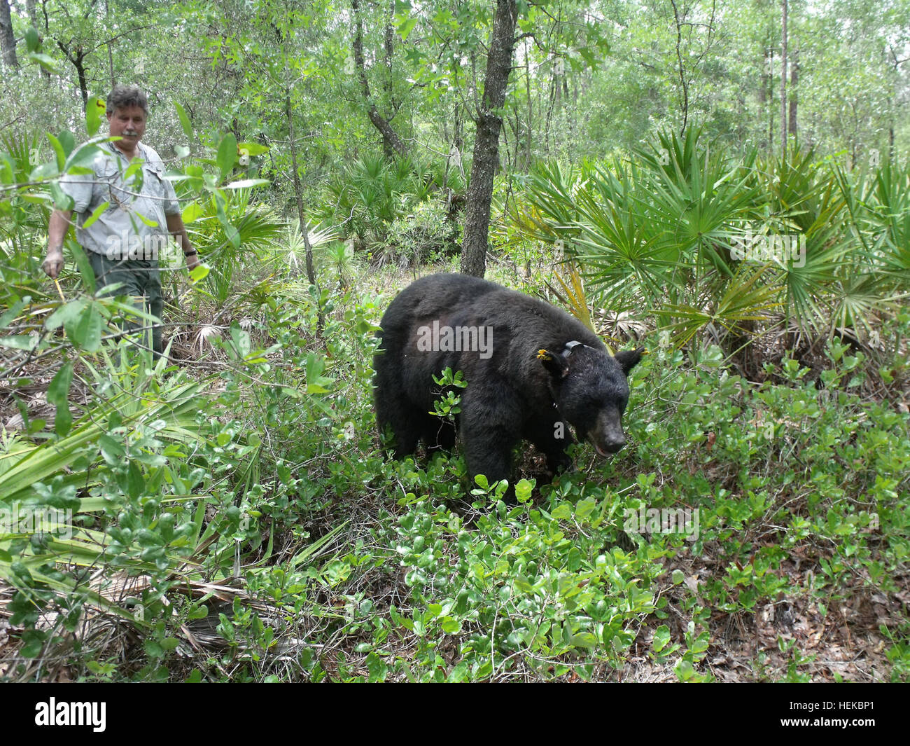 FWC biologist and bear expert Walter McCown follows a tranquilized 320
