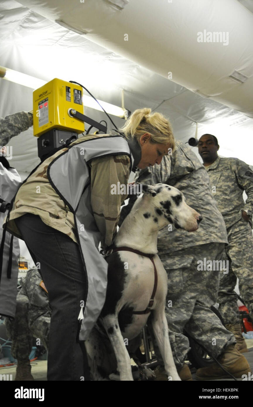 Ms. Linda Hunt of Regional Training Site - Medical at Fort McCoy, Wis., holds Rumba, a Great Dane, as soldiers of B Company, 452nd Combat Support Hospital attempt to take an x-ray. X-ray of a Great Dane 444194 Stock Photo