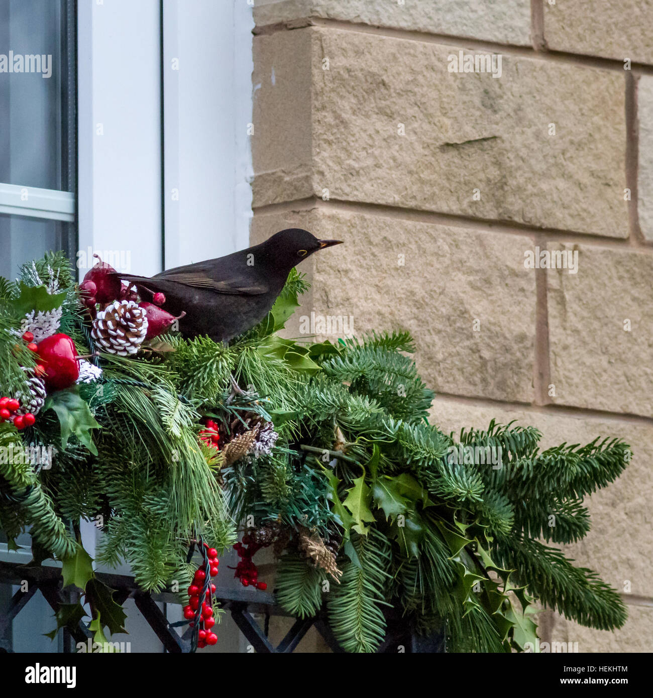 Burley-in-Wharfedale, West Yorkshire, UK. 21st December 2016.  First year male blackbird finds Christmas confusing as it searches for real berries among a Christmas decoration. Burley-in-Wharfedale, West Yorkshire UK. Rebecca Cole/Alamy Live News Stock Photo