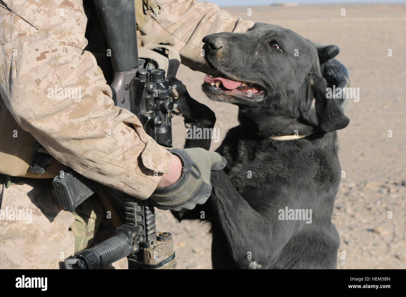Stormy, a working dog with the 2nd Battalion 11th Marines Headquarters Battery, takes a break and gets a pat from her owner, Cpl. Bryant Wahlen during a mission in Helmand province, Afghanistan. Every Marine a rifleman embodied by service members of 2-11 120310-A-PS391-282 Stock Photo