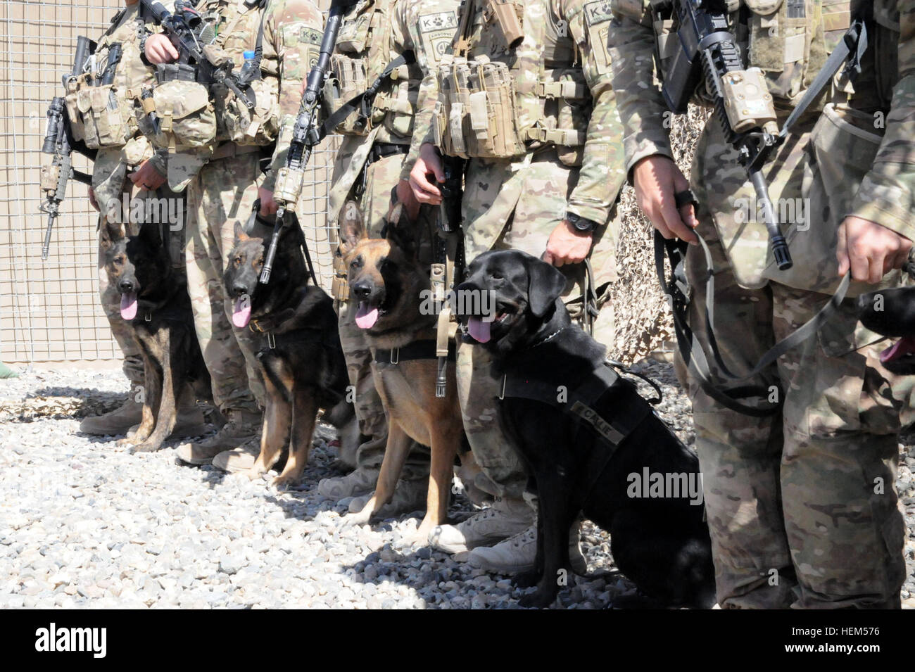 Tactical Explosive Detection Dogs stand with their handlers April 29 after their long-awaited arrival to Forward Operating Base Pasab. The TEDDs are combat multipliers which provide early detection and warning to paratroopers of explosive materials. The handlers and dogs just completed a four-month preparation pase. All handlers are 4th Brigade Combat Team paratroopers and for the majority of them this is their first deployment. A better defense, military working dogs 570714 Stock Photo