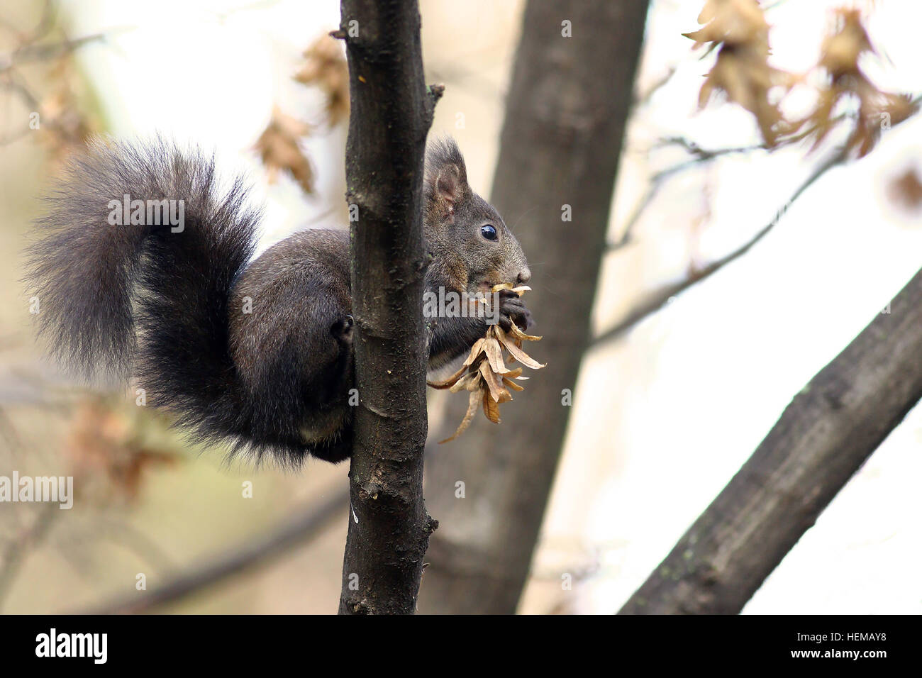 European red squirrel feeding on a tree branch Stock Photo - Alamy