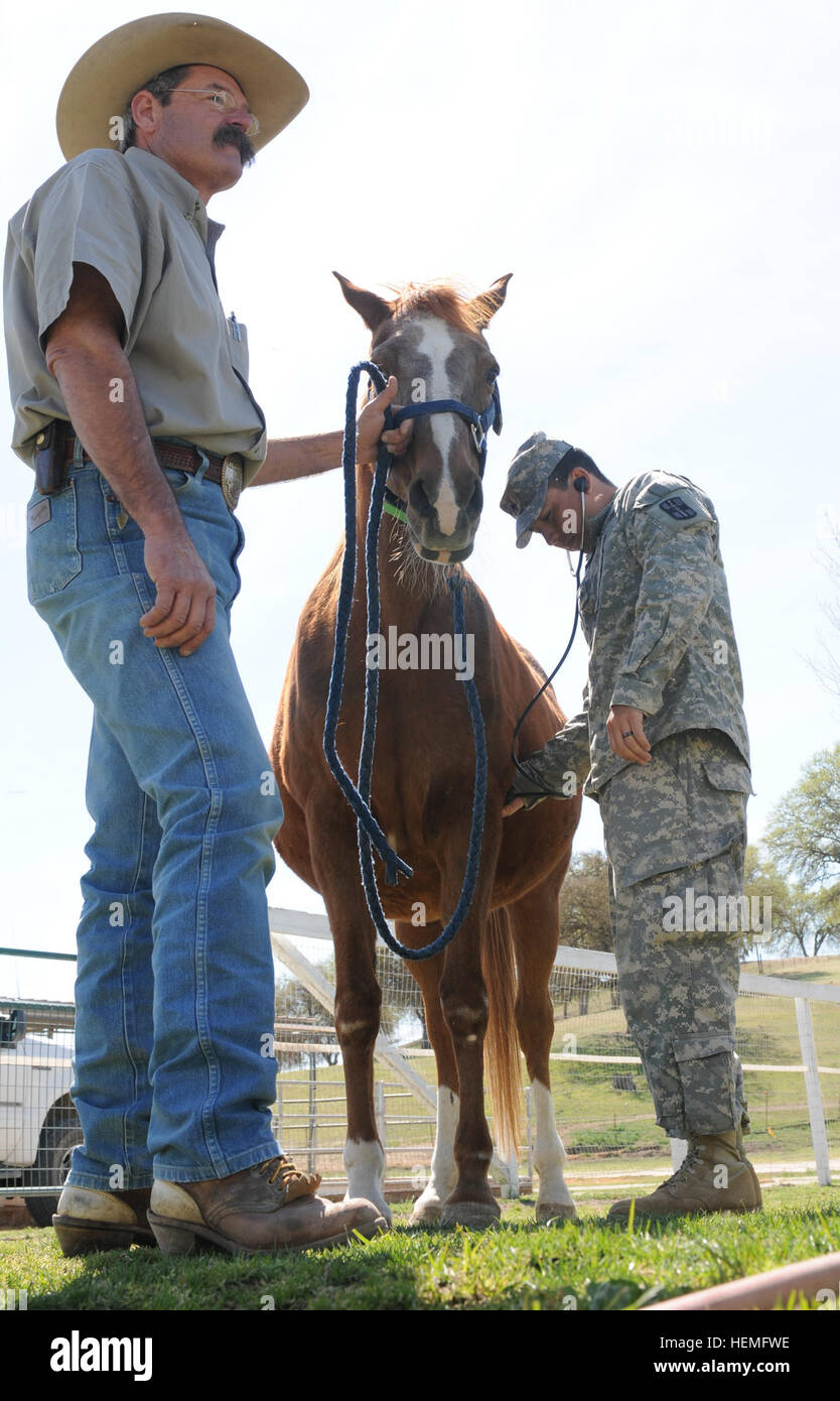 U.S. Army Sgt. Jesus Morales with the 149th Medical Detachment Veterinary Services checks a horse's heartbeat while Stephen McClenny holds it steady at Redwings Horse Sanctuary at Fort Hunter Liggett, Calif., March 23, 2013.  (U.S. Army photo by Sgt. Lisa Rodriguez-Presley/Released) Army vets get valuable training at Redwings Horse Sanctuary 130323-A-NV895-002 Stock Photo
