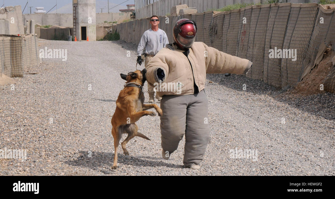 attack dog training suits