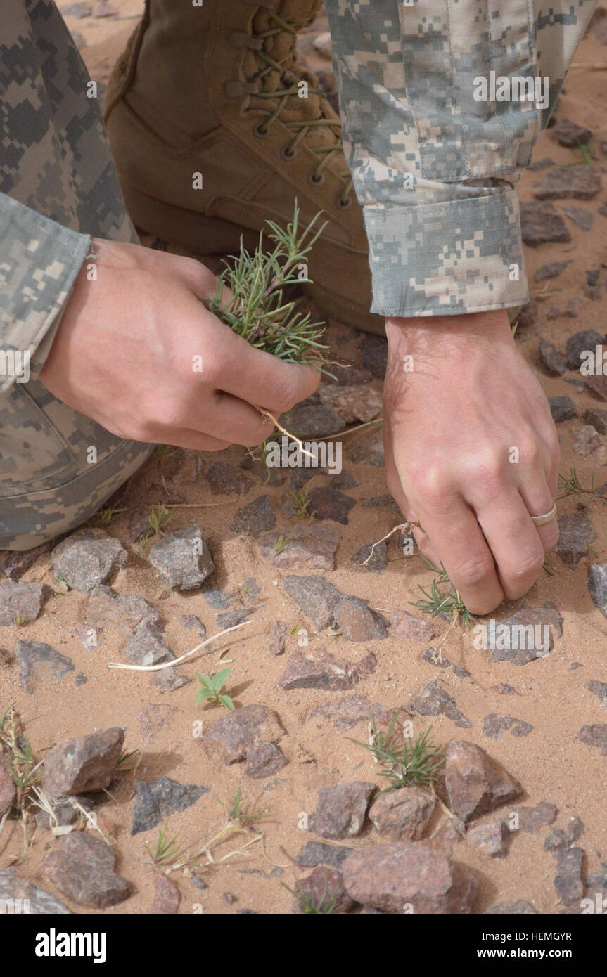 A U.S. Soldier pulls weeds from between rocks while participating in a post cleanup activity at Fort Bliss, Texas, April 17, 2013. Members of Headquarters and Headquarters Battery, 4th Battalion, 27th Field Artillery Regiment, 2nd Brigade Combat Team, 1st Armored Division helped in the post-wide effort.  (U.S. Army photo by Sgt. Candice Harrison/Released) FA fights wind to ensure area beautification 130417-A-WW110-008 Stock Photo