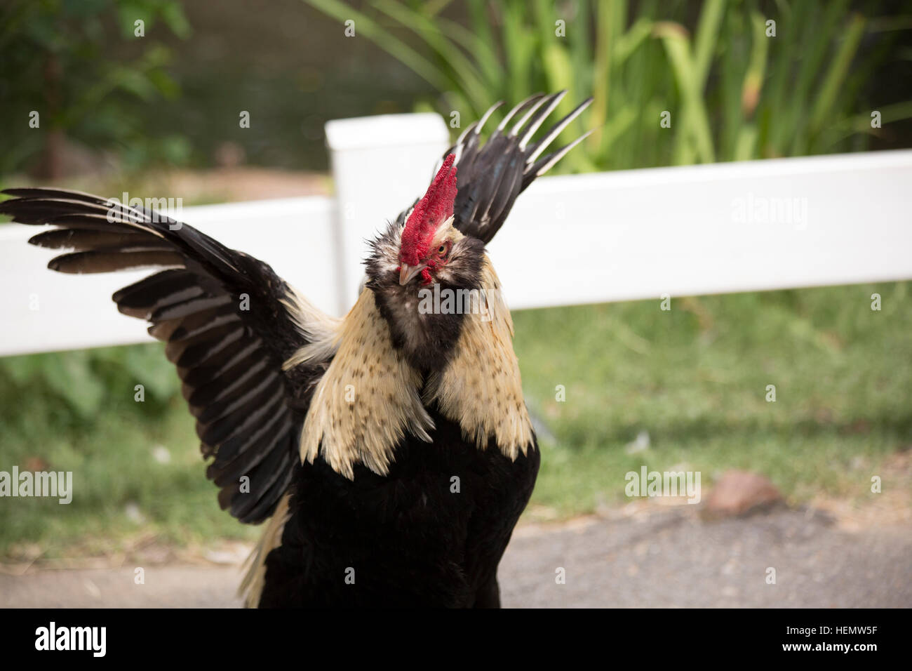 Faverolle rooster in aggression display Stock Photo