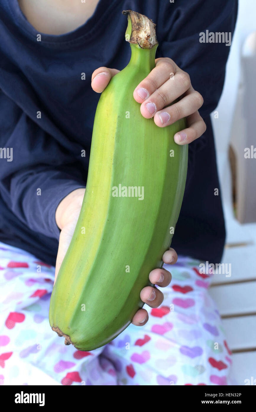Hand holding Unripe Plantain green banana Stock Photo Alamy