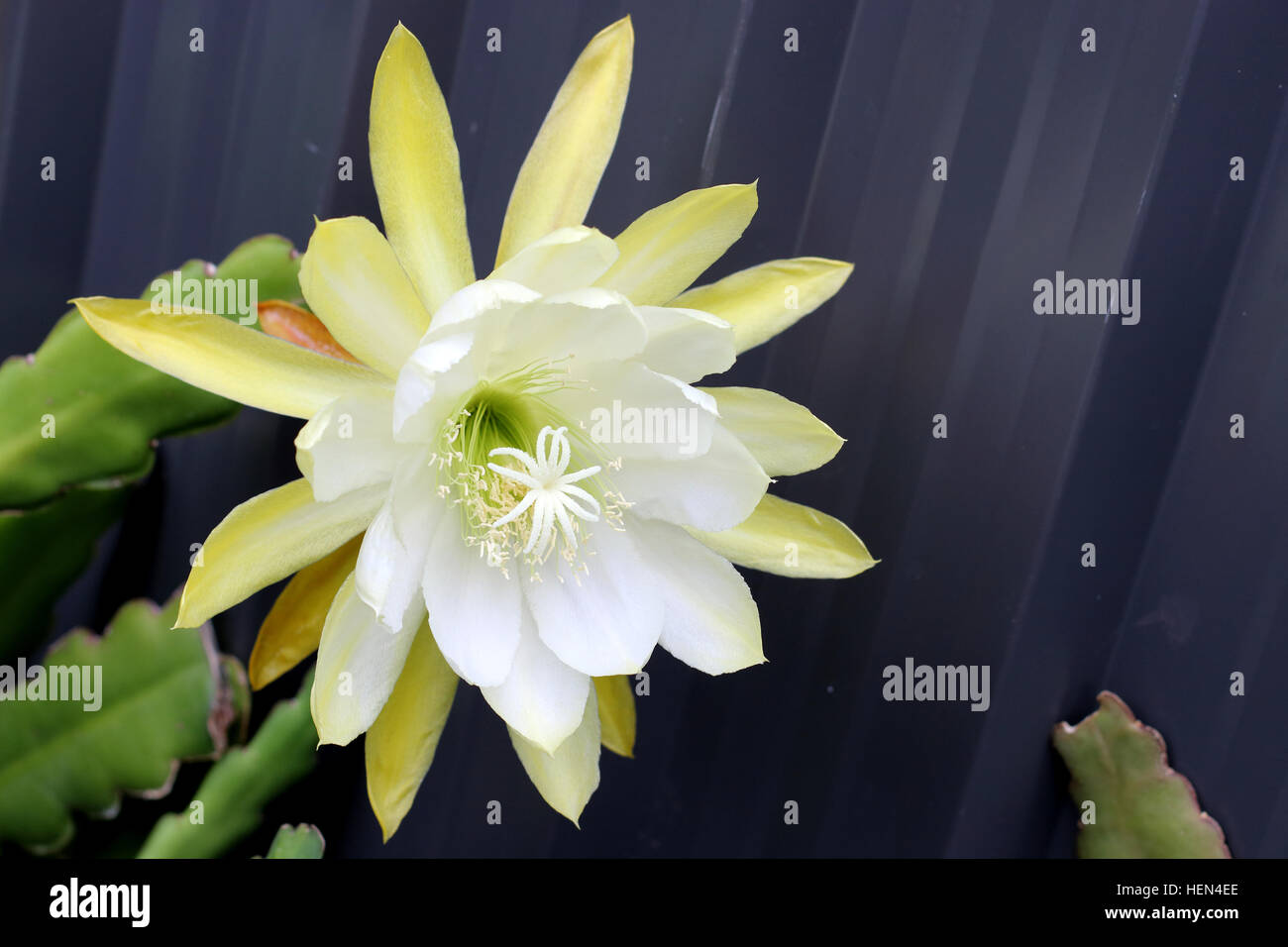 Close up image of Hybrid  white Epiphyllum or known as Orchid cactus, Epicactus 'White Splendor' Stock Photo