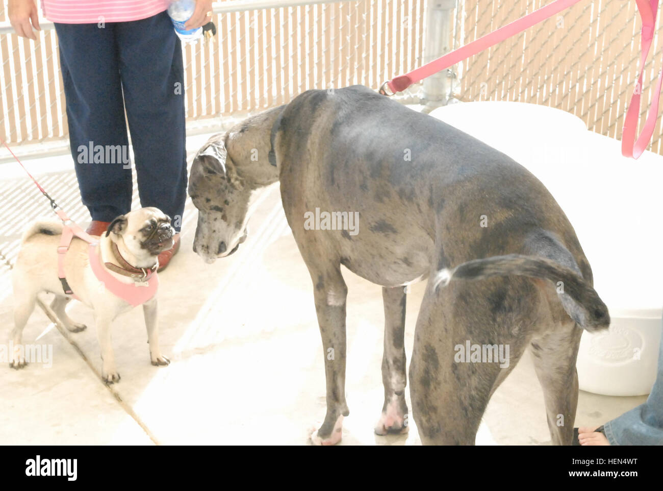 Military working dogs interact during training exercises, demonstrating ...