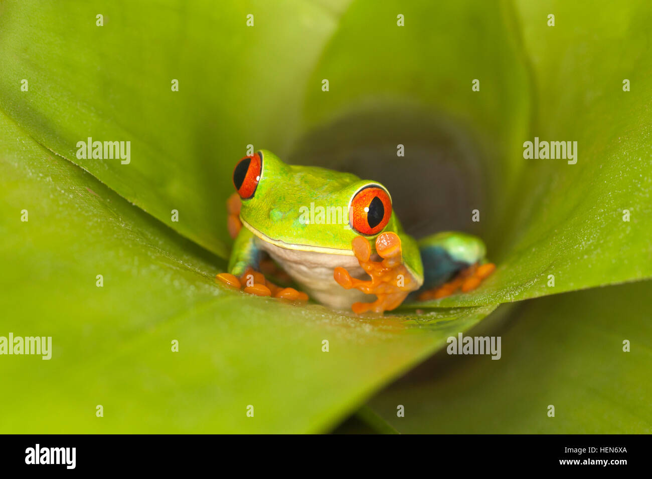 Red-eyed Tree frog (Agalychnis callidryas) walking up out of bromeliad in northern Costa Rica Stock Photo