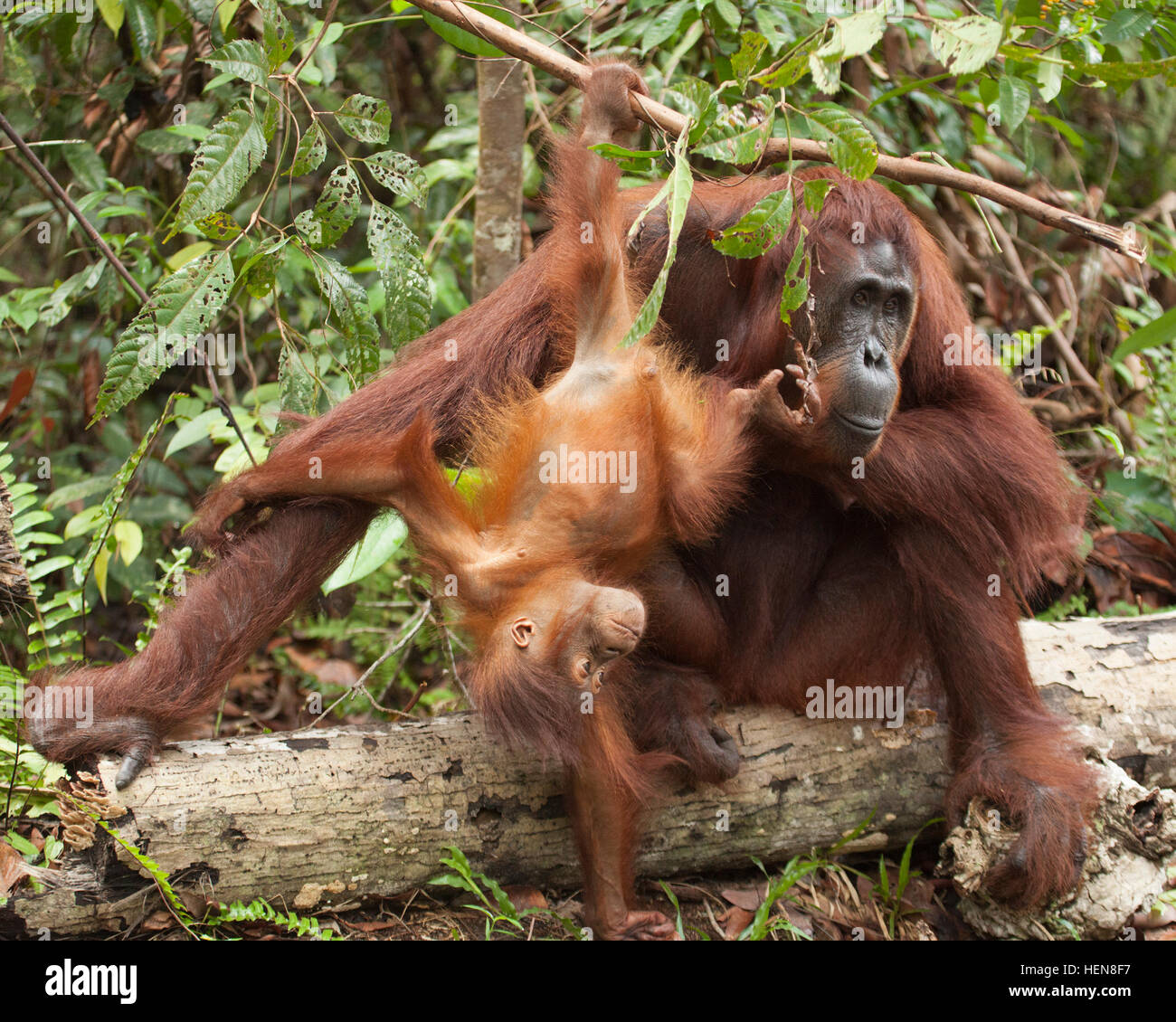 Wild Bornean Orangutan (Pongo pygmaeus) baby playing with mother while hanging from tree branch in Borneo Stock Photo